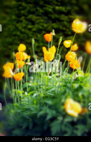 Gelber Mohn, Birkheads Secret Garden, Tyne and Wear Stockfoto