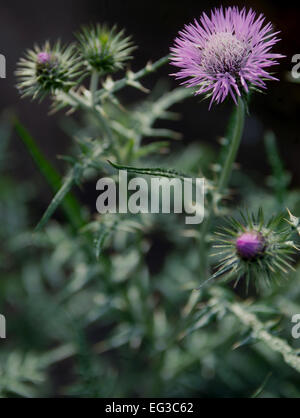 Lila Disteln, Birkheads Secret Garden, Tyne and Wear Stockfoto