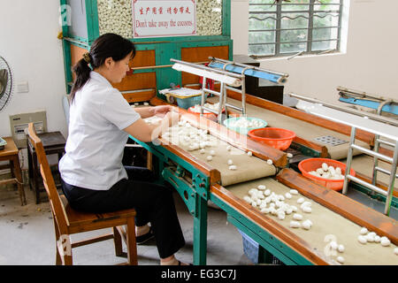 Frau Sortierung Seidenkokons in einer Fabrik in Suzhou, China Stockfoto