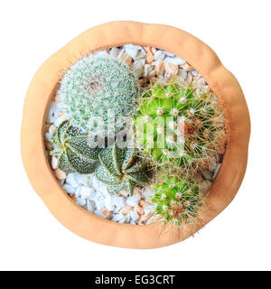 Kaktus (Cereus Hexagonus Mühle) auf Blumentopf (isolierte Hintergrund) (Vogel-Auge Ansicht) Stockfoto