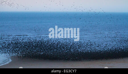 Blackpool, Lancashire, UK 15. Februar 2015. Murmuration Erhöhung in der Nähe von North Pier. Starling Herden mit Tausenden von Vögel, die in der Abenddämmerung am Strand kurz in der Nähe von North Pier absetzen. Außerhalb der Brutzeit sammeln Stare jede Nacht im geschützten kommunale Quartiere, wo Raubtiere sind rar.  © Mar Photographics/Alamy Live Stockfoto