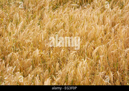 Goldene Weizenfeld im Herbst in Tibet, China Stockfoto
