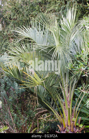 Silbrig graue Feder Wedel der Gelee-Palme Butia capitata Stockfoto