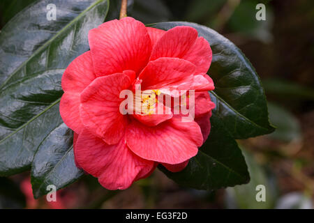 Einzelne Blume rot, halb Doppel Camellia japonica "Ace of Hearts" Stockfoto