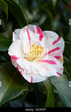 Rot gestreift weiße Einzelblüte halbgefüllte Camellia japonica 'Tricolor' Stockfoto