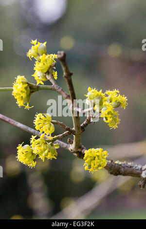 Zarte Spätwinter Blüten der Kornelkirsche Kirsche, Cornus mas Stockfoto