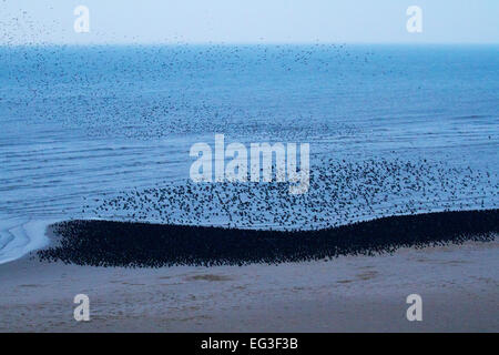 Blackpool, Lancashire, UK 15. Februar 2015.UK Wetter.  Murmuration Erhöhung über Nordpier. Starling Herden mit Tausenden von Vögel in der Nähe von North Pier in der Abenddämmerung. Im Winter Stare Schlafplatz zusammen und dies sind nicht nur ein paar Vögel kauern in dicke decken. Eine Seite war ein Schlafplatz Platz für mehr als 1 Million Vögel!  Eines der großen Vogelbeobachtung Spektakel des Winters ist die Stare Pre Roost Montage.  Zehntausende von Stare ersichtlich wirbelnden Blackpools Stränden jedes Jahr und zwischen Mitte Oktober und Mitte November. © Mar Photographics/Alamy Live Stockfoto