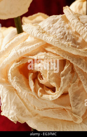 Eine sterbende weiße rose Stockfoto