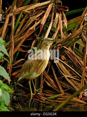 Squacco Heron, (Ardeola Ralliodes), Stockfoto