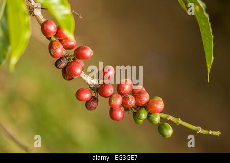 Kaffeebäume produzieren rote oder violette Früchte genannt "Kirschen", die aussehen wie Steinfrüchte, aber sind epigynous Beeren. Stockfoto