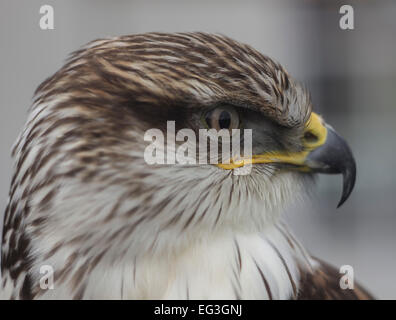 ein Raubvogel mit weißen und braunen Kopf mit gelben Schnabel Stockfoto