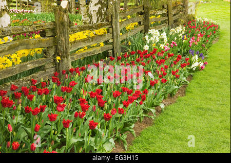 Abra (dunkelrot) Tulpen und andere Blumen von Holz Zaun am Roozengaarde in Mount Vernon, Washington, USA Stockfoto
