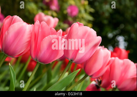 Unterseite des rosa Eindruck Tulpen am Roozengaarde in Mount Vernon, Washington, USA Stockfoto