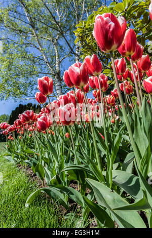 Tulpe Garten am Roozengaarde in Mount Vernon, Washington, USA Stockfoto