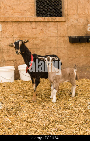 Molkerei-Ziege Mutter und ihr Kind am Hund Bergbauernhof, Nelke, Washington, USA Stockfoto