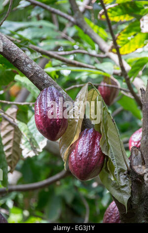 Einige rote Kakao Bohne Hülsen hängen an einem Baum in einem gereiften Zustand. Stockfoto