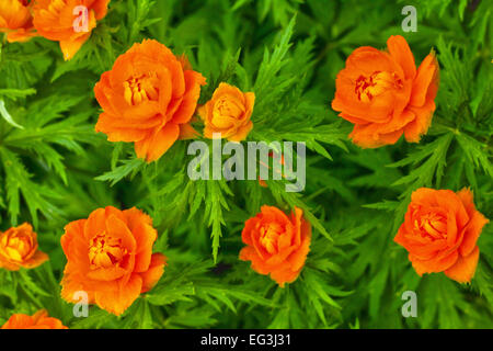 Trollblume Asiaticus in einem Garten Stockfoto