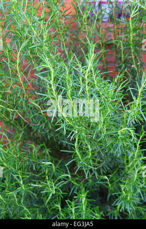 Nahaufnahme von Rosmarin Pflanze oder als Rosmarinus officinalis bekannt Stockfoto