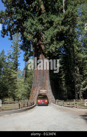 Ein Fahrzeug fährt durch die kronleuchter Baum in Leggett, California, United States Stockfoto