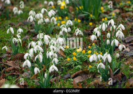 Schneeglöckchen (Galanthus) wächst in einem Wald Einstellung bei Avon Glühbirnen Ltd in Somerset. eine UK Garten Blume Gartenarbeit Wald flora Stockfoto