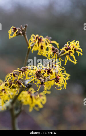 Hamamelis Mollis "Nymans". Zaubernuss Blumen. Stockfoto