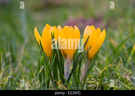 Gelbe Feder Krokusse im Garten wächst. Stockfoto