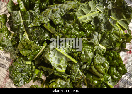 Gehackte toskanische Kale, genannt Cavolo Nero in italienischer Sprache Stockfoto