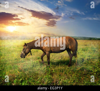 Schönes Pferd auf der Weide bei Sonnenaufgang Stockfoto