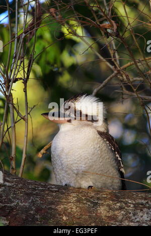 Die Laughing Kookaburra, Australien Wild Symbol, thront in gefleckten Schatten in Iluka, New-South.Wales, Australien. Stockfoto