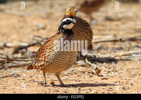 Männliche und weibliche nördlichen Wachtel, eine Wachtel, Benjamin, Texas, USA. Stockfoto