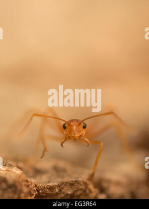 Weaver Ameise (Oecophylla Smaragdina) closeup Stockfoto