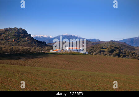 Bauernhaus und neu gepflanzten Ackerland mit Schnee gekleidete Berge, Campo de Kamera, in der Nähe von Almogia, Provinz Malaga, Andalusien, Spanien Stockfoto