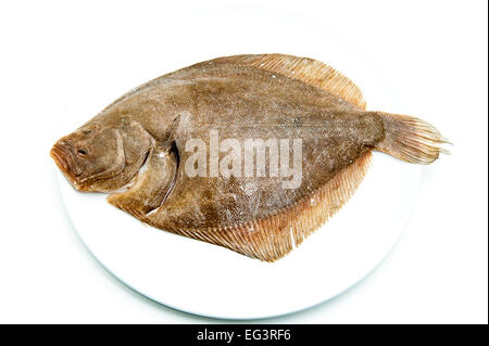 Frisches rohes Turbot Fisch auf weißen Teller und weißem Hintergrund Stockfoto