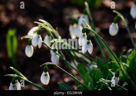 Galanthus Elwesii Drummond Riese Schneeglöckchen Blumen grüne Markierungen Blume Frühling Pflanze Porträts Blumenzwiebeln Schneeglöckchen RM floral Stockfoto