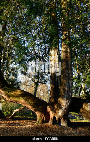 Thuja Plicata Western Red Cedar Reife alte Probe Champion Baum Bäume Nadelbaum Nadelbäume Schloss Blarney gestützt Basis Stockfoto