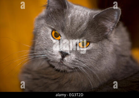 Mürrisch aussehende Katze Stockfoto