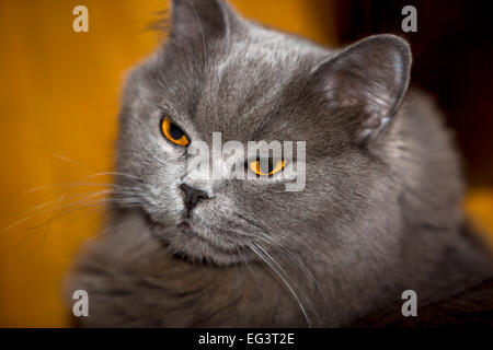 mürrisch aussehende Katze Stockfoto