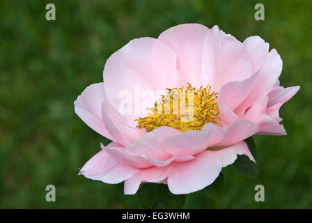 Pfingstrose - Paeonia "Lachs Traum" Stockfoto