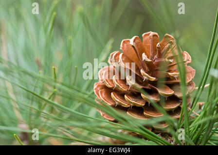 Tannenzapfen aus Pitch Pine Tree - Pinus rigida Stockfoto
