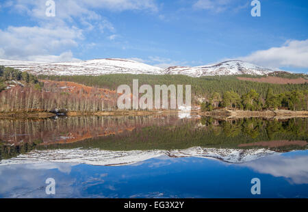 Wälder spiegelt sich in den stillen Wassern des Loch Beinn ein Mheadhoin, Glen Affric, Highland, Schottland Stockfoto