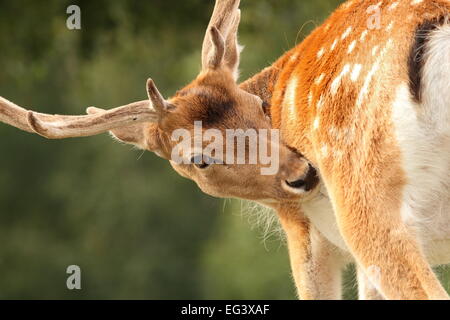 Damhirsch Hirsch (Dama) auf der Suche nach Zecken Stockfoto