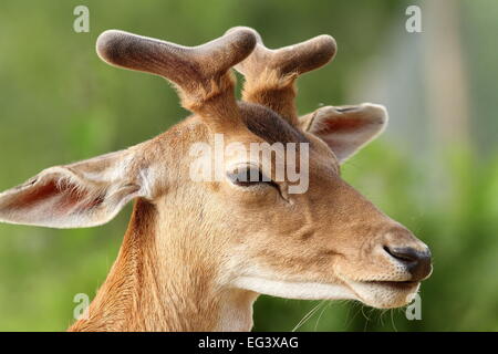 Hirsch Damhirsch (Dama Dama) mit wachsenden Geweih, Porträt Stockfoto