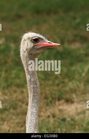 gemeinsamen Strauß (Struthio Camelus) langen Hals, portrait Stockfoto