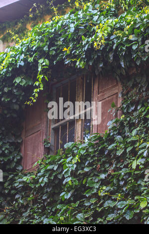 Grün Creeper Pflanze wächst auf dem Fenster Stockfoto