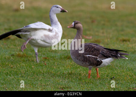 Größere weiße – Anser Gans (Anser Albifrons) mit Schneegans (Chen Caerulescens) ersten Zyklus Vogel, Parksville, BC, Kanada Stockfoto