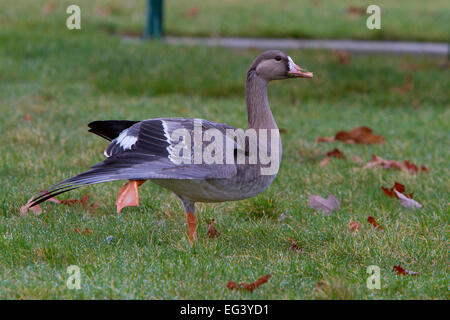 Größere weiße – Anser Gans (Anser Albifrons) Verbreitung Flügel im Gemeindepark in Parksville, BC, Kanada im Januar Stockfoto