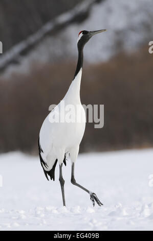 Tanzen Japanisch aka rot gekrönter Kran auf einem schneebedeckten Feld in der Nähe von Akan auf Hokkaido, Japan Stockfoto