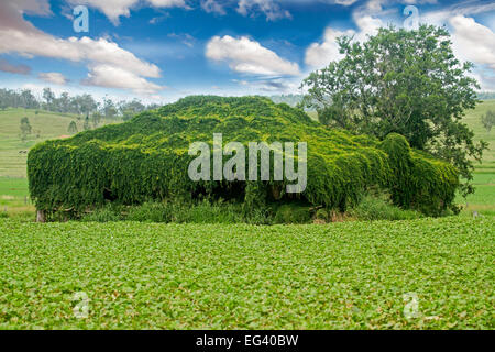 Humorvollen Blick auf verlassenen Bauernhaus komplett bedeckt von Smaragd Cat Claw Schlingpflanze Dolichandra Unguis-Cati, invasive Unkraut-Arten in Australien. Stockfoto