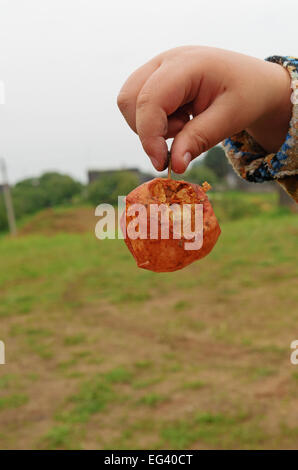 Der junge hält ein Skelett von der Apfel in der hand von Wespen gefressen. Stockfoto