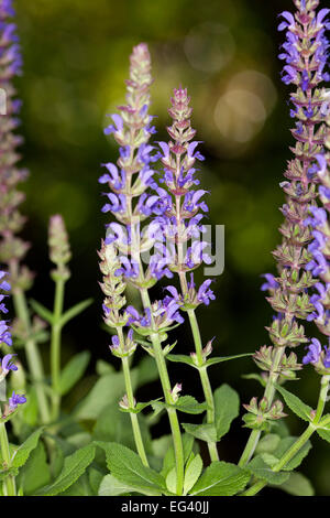 Große blau / lila Spitzen Blüten der Salvia Nemarosa 'Sallyrosa' Sorte mit grünen Blättern, dunklen Grün Hintergrund Stockfoto